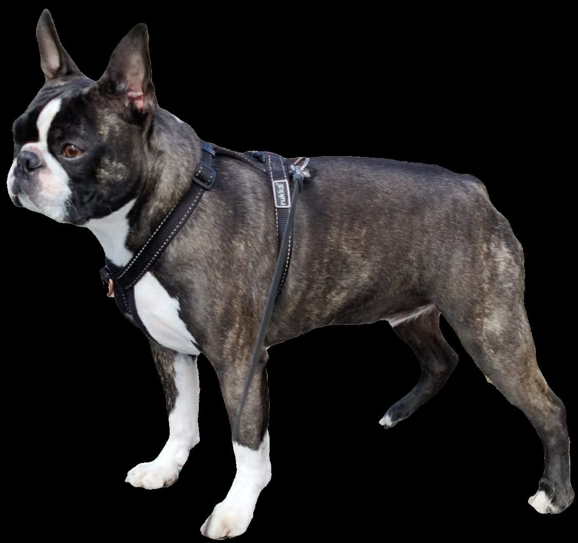 Bono